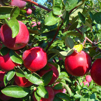 Boehm Farm LLC in Coxsackie