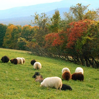 Dancing Lamb Farm & Icelandic Sheep Dairy in Coxsackie