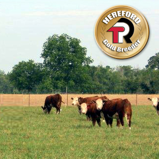 JKW Polled Herefords in Catskill