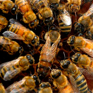 Catskill Mountain Beekeepers Club in Prattsville