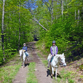 A Paso Fino Horse Farm in Prattsville