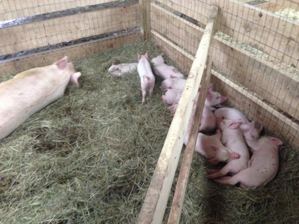 The McCulloch Family Farm
