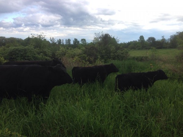 The McCulloch Family Farm