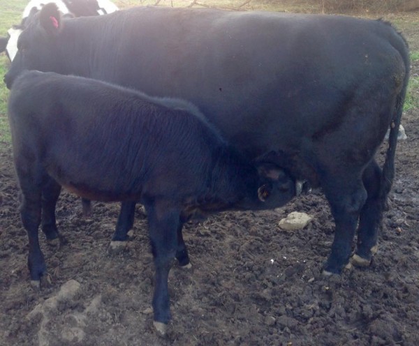 The McCulloch Family Farm