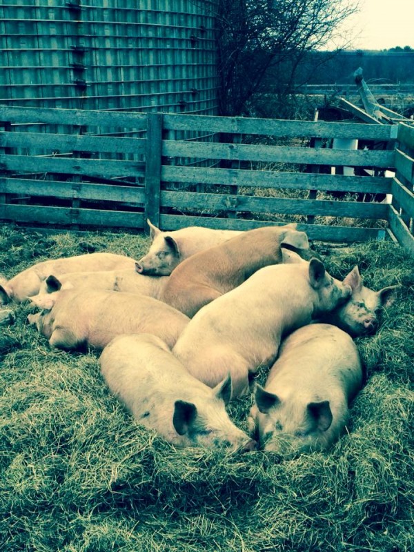 The McCulloch Family Farm