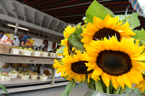 sunflowers and other plants