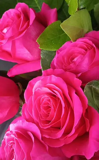 bright pink roses